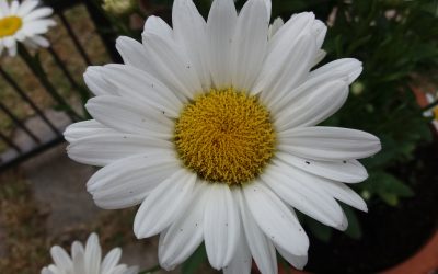 Primavera