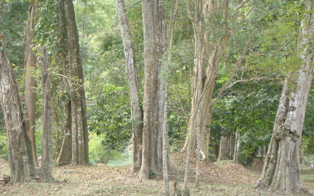 Primo Chakra tra Arte e Counseling