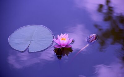 Yoga Nidra