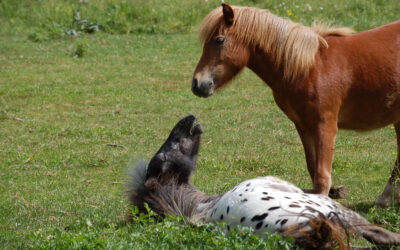Horse Medicine