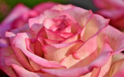 DIGIUNO DI PRIMAVERA INSIEME PER LA PACE